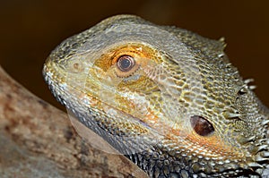 Bearded Dragon Lizard