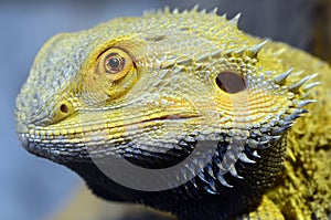 Bearded Dragon Lizard