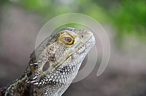 Bearded Dragon Lizard