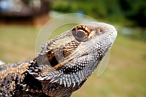 Bearded dragon lizard