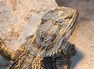 Bearded Dragon Lizard from Australia