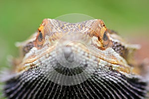 Bearded dragon lizard behind the grass