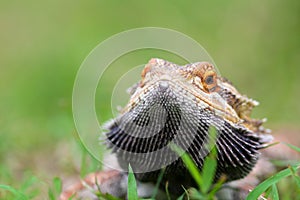 Bearded dragon lizard behind the grass