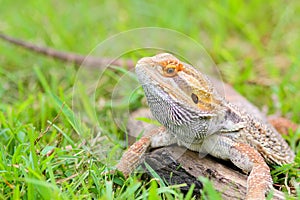 Bearded dragon lizard behind the grass