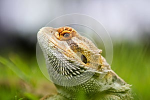 Bearded dragon lizard behind the grass