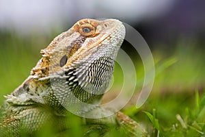 Bearded dragon lizard behind the grass