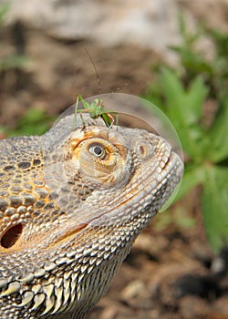 Bearded dragon lizard with bug onhead