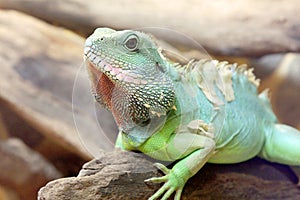 Bearded Dragon lizard