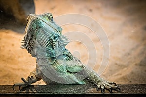 Bearded Dragon lizard