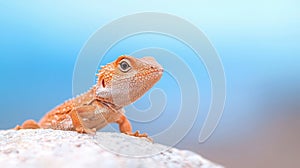 A Bearded Dragon Lizard on Rock