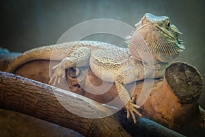 Bearded Dragon lizard