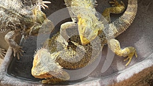 Bearded Dragon lizards in the water pool