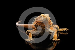 Bearded Dragon Llizard Isolated on Black Background