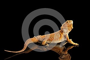 Bearded Dragon Llizard Isolated on Black Background