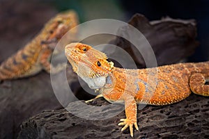 Bearded Dragon Llizard Lying.