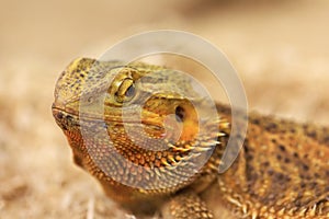 Bearded dragon looking in the camera with vigilance.