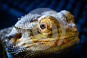 Bearded Dragon looking out of his terrarium, yellow and green coloured beardy lizard, adult male smiling bearded dragon