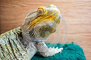 Bearded Dragon looking out of his terrarium, yellow and green coloured beardy lizard, adult male smiling bearded dragon