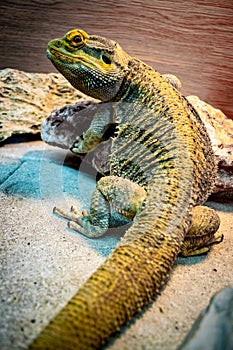 Bearded Dragon looking out of his terrarium, yellow and green coloured beardy lizard, adult male smiling bearded dragon