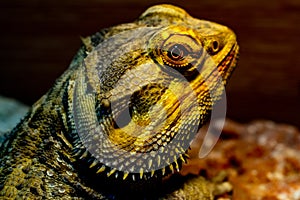 Bearded Dragon looking out of his terrarium, yellow and green coloured beardy lizard, adult male smiling bearded dragon