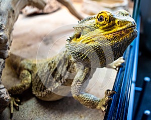 Bearded Dragon looking out of his terrarium, yellow and green coloured beardy lizard, adult male smiling bearded dragon also known