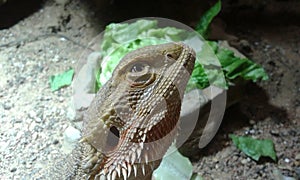 bearded dragon looking up