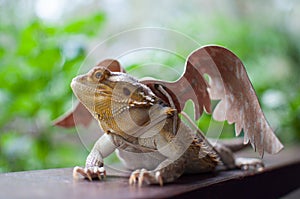 Bearded Dragon in Brown Wings