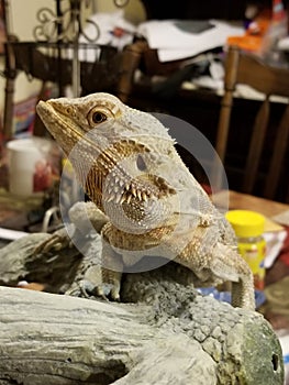 Bearded dragon making her freshly shedded debut