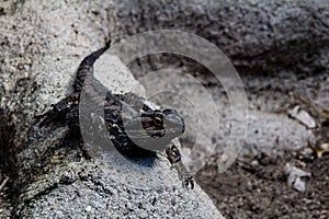 Bearded dragon patrols around it\'s compound. Auckalnd Zoo Auckland New Zealand photo