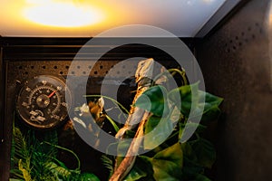 Bearded dragon perched on a branch surrounded by green leaves under warm lighting - inside a terrarium with a hygrometer