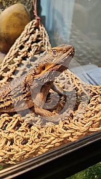 Bearded dragon pet lizard in glass tank enclosure with UV lighting