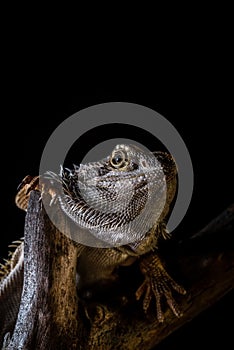 Bearded dragon on piece of dry wood on black background