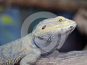 Bearded Dragon (Pogona)