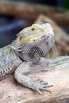 Bearded Dragon (Pogona) photo