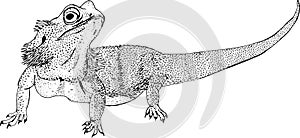 Bearded dragon or Pogona barbata lizard sketch style vector illustration