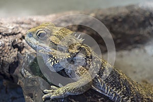 Bearded dragon, Pogona close up, shallow dof. The genus Pogona i