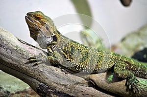 Bearded dragon (Pogona vitticeps)