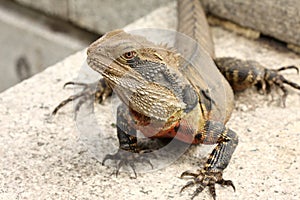 Bearded dragon (pogona vitticeps) photo