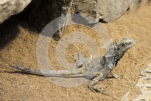 Bearded Dragon,Pogona Vitticeps photo