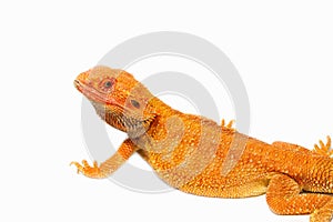 Bearded dragon (pogona vitticeps)