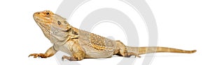 Bearded Dragon, Pogona vitticeps