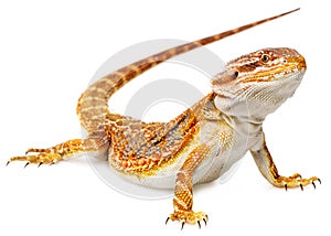 Bearded dragon - Pogona vitticeps