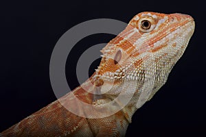 Bearded dragon / Pogona vitticeps