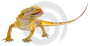 Bearded dragon - Pogona vitticeps