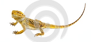 Bearded dragon - Pogona vitticeps