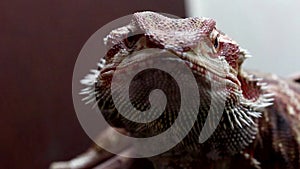 Bearded Dragon or Pogona vitticeps