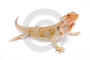 Bearded dragon, Pogona vitticeps