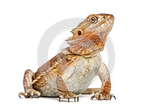 Bearded dragon pogona vitticeps background