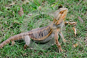 Bearded Dragon