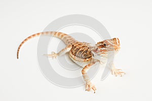 Bearded dragon, pogona vitticeps, isolated on white background.